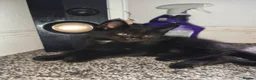 Mixed Breed cats for sale: Mixed breed black kitten - Advert 1