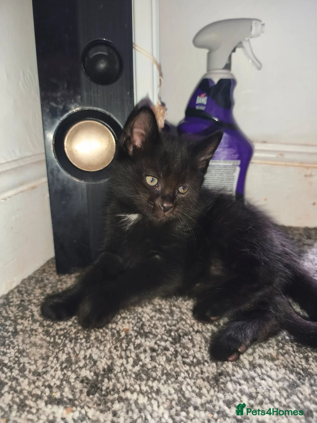 Mixed Breed cats for sale: Mixed breed black kitten - Advert 1