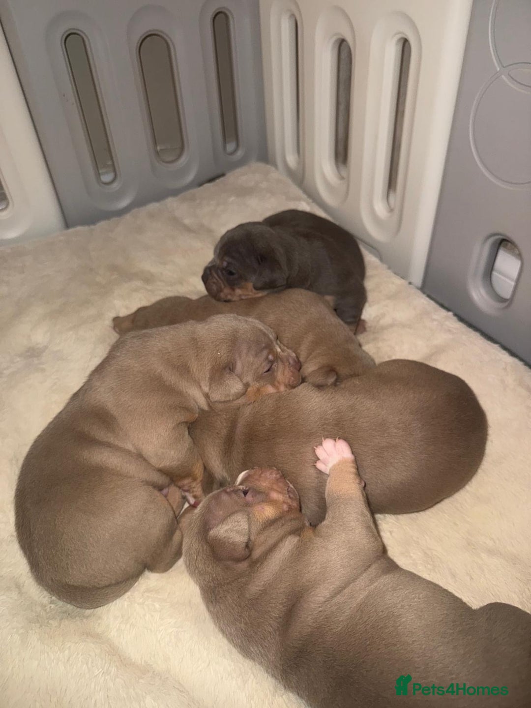 American Bully dogs for sale: Pocket bully pups - Advert 14