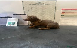 Miniature Dachshund dogs for sale: 5 kc reg PRA CLEAR MINI DACHSHUNDS - Advert 6