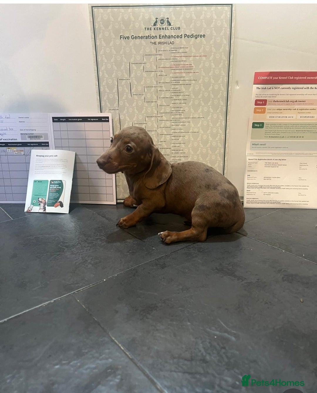 Miniature Dachshund dogs for sale: 5 kc reg PRA CLEAR MINI DACHSHUNDS - Advert 6