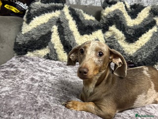 Miniature Dachshund dogs READY NOW - Advert 1