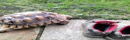 Tortoise reptiles for sale: Two Sulcata Tortoise  in Maldon - Advert 3