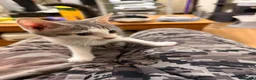Bengal cats for sale: Beautiful bengal  in Sidcup - Advert 8
