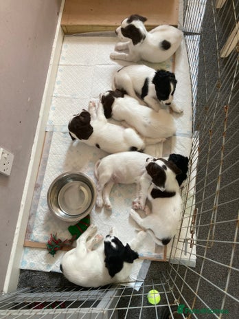 English Springer Spaniel dogs - Advert 6