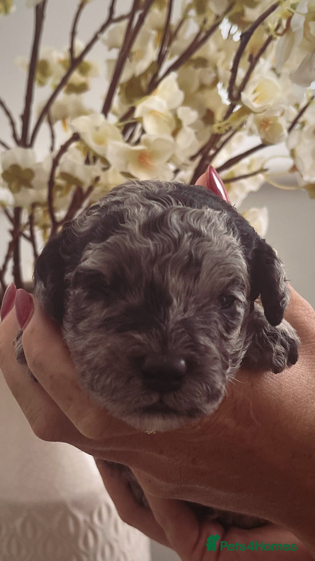 Sproodle dogs for sale: Sproodle puppies  - Image 35