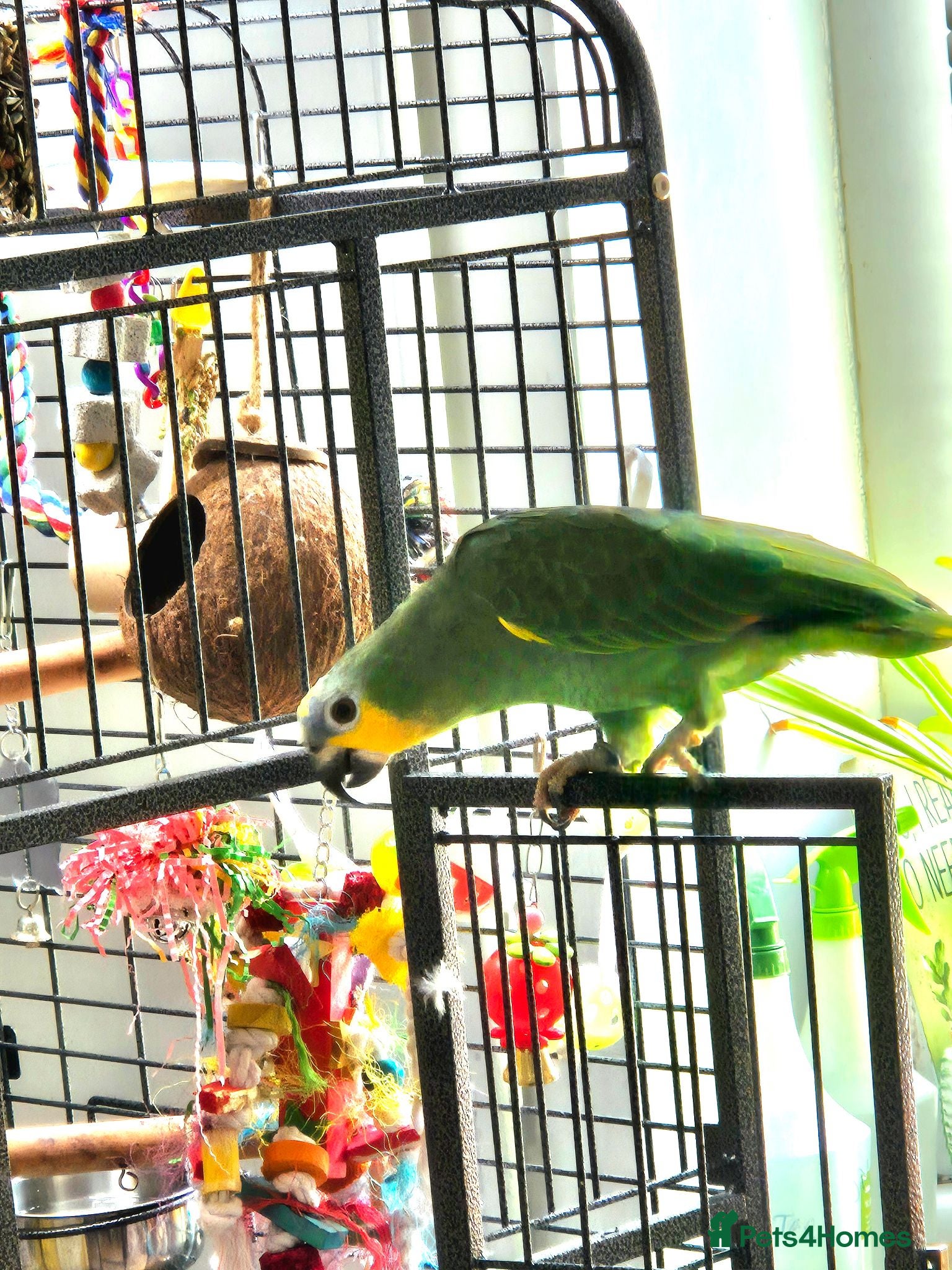 Parrots birds Kiki is a 9 month old Orange-winged Amazon Parrot  - Advert 1
