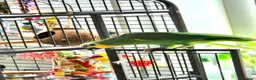 Parrots birds for sale: Kiki is a 9 month old Orange-winged Amazon Parrot  - Advert 1