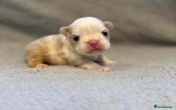 French Bulldog dogs for sale: 🐶 Beautiful Litter Of French Bulldogs 🐶 - Image 6