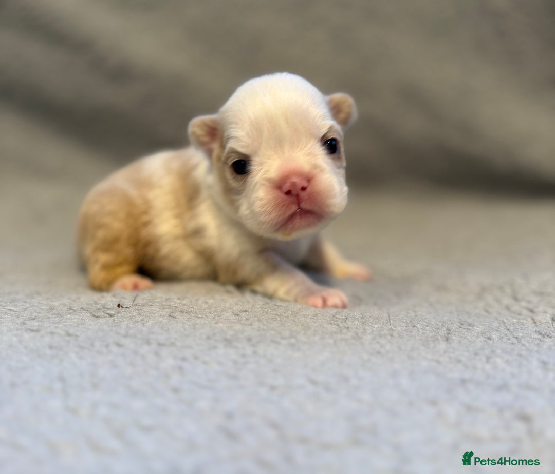 French Bulldog dogs for sale: 🐶 Beautiful Litter Of French Bulldogs 🐶 - Image 6