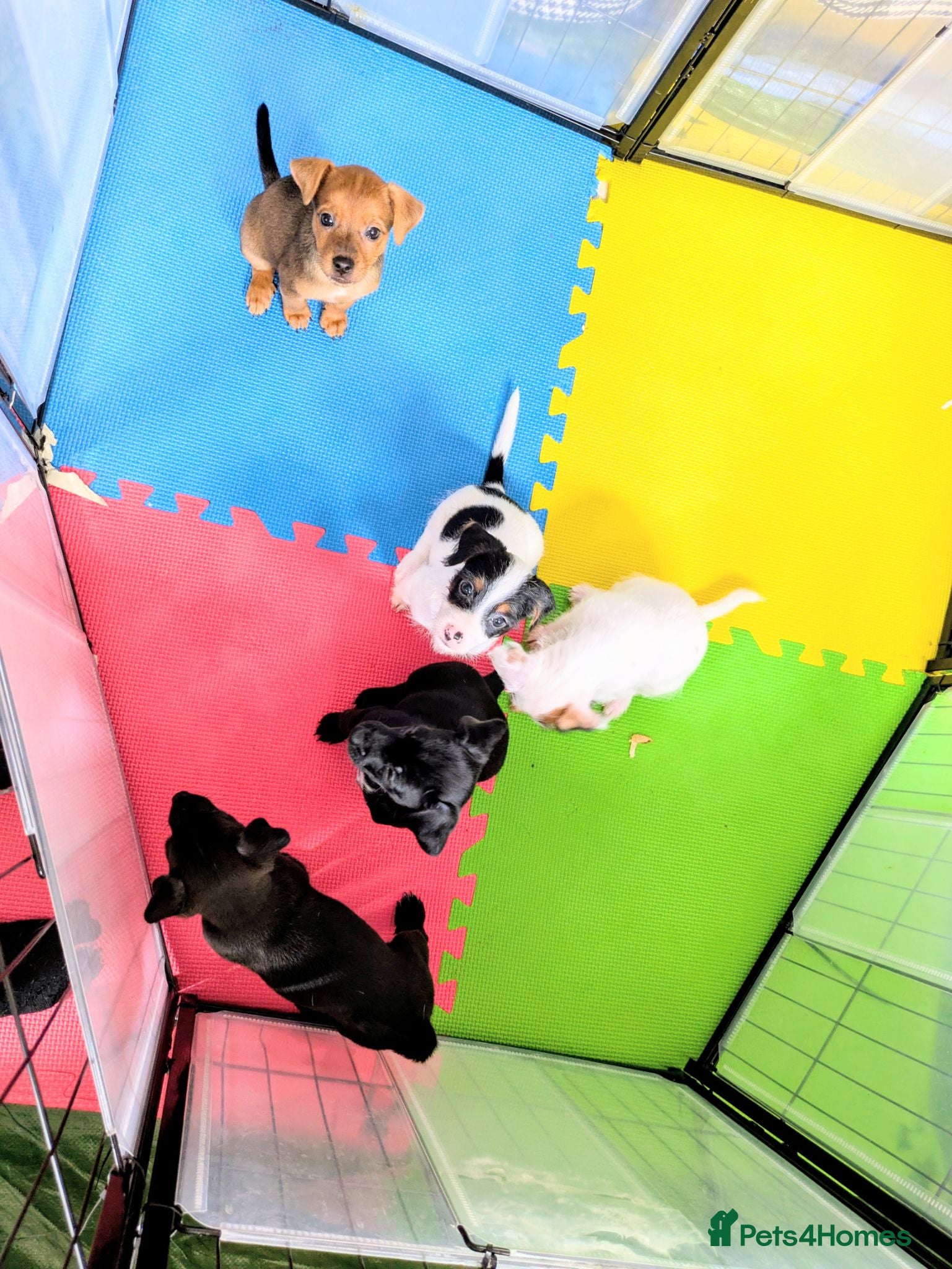 Mixed Breed dogs F1 jackain  - Advert 2