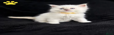 Ragdoll Kitten 3 yellow 