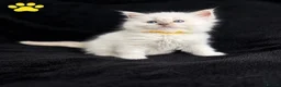 Ragdoll cats for sale: Blue Point Mitted Ragdoll Kittens  in Burton-on-Trent - Advert 5