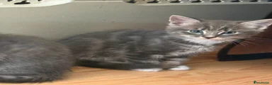Maine Coon 1