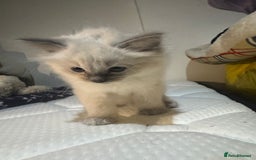 Ragdoll cats for sale: Pure Ragdoll Kittens – 8 Weeks Old–Ready in 2 Days - Advert 13