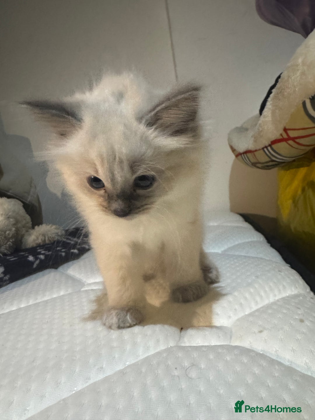 Ragdoll cats for sale: Pure Ragdoll Kittens – 8 Weeks Old–Ready in 2 Days - Advert 13