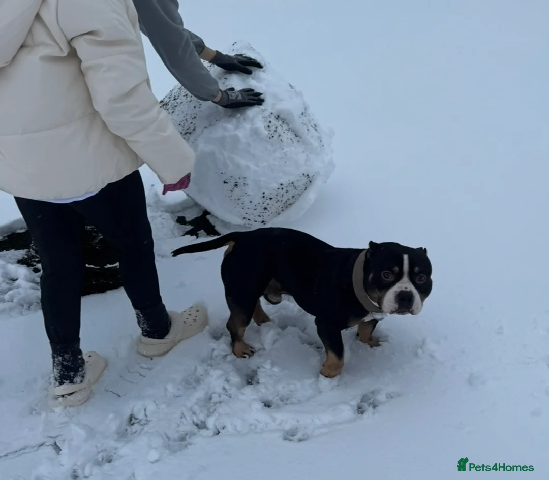 Mixed Breed dogs for sale: 4 year old microbully - Advert 4