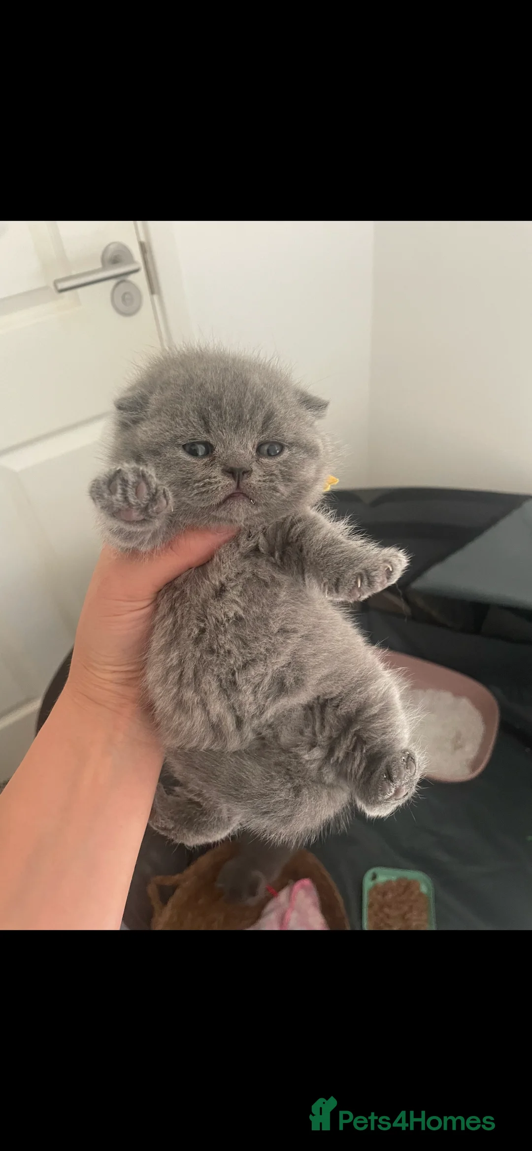 British Shorthair cats for sale: Gccf registered British shorthair 💕reduced price  - Advert 19