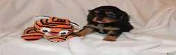 Cavalier King Charles Spaniel dogs for sale: Gorgeous Cavalier King Charles Spaniel puppies - Advert 37