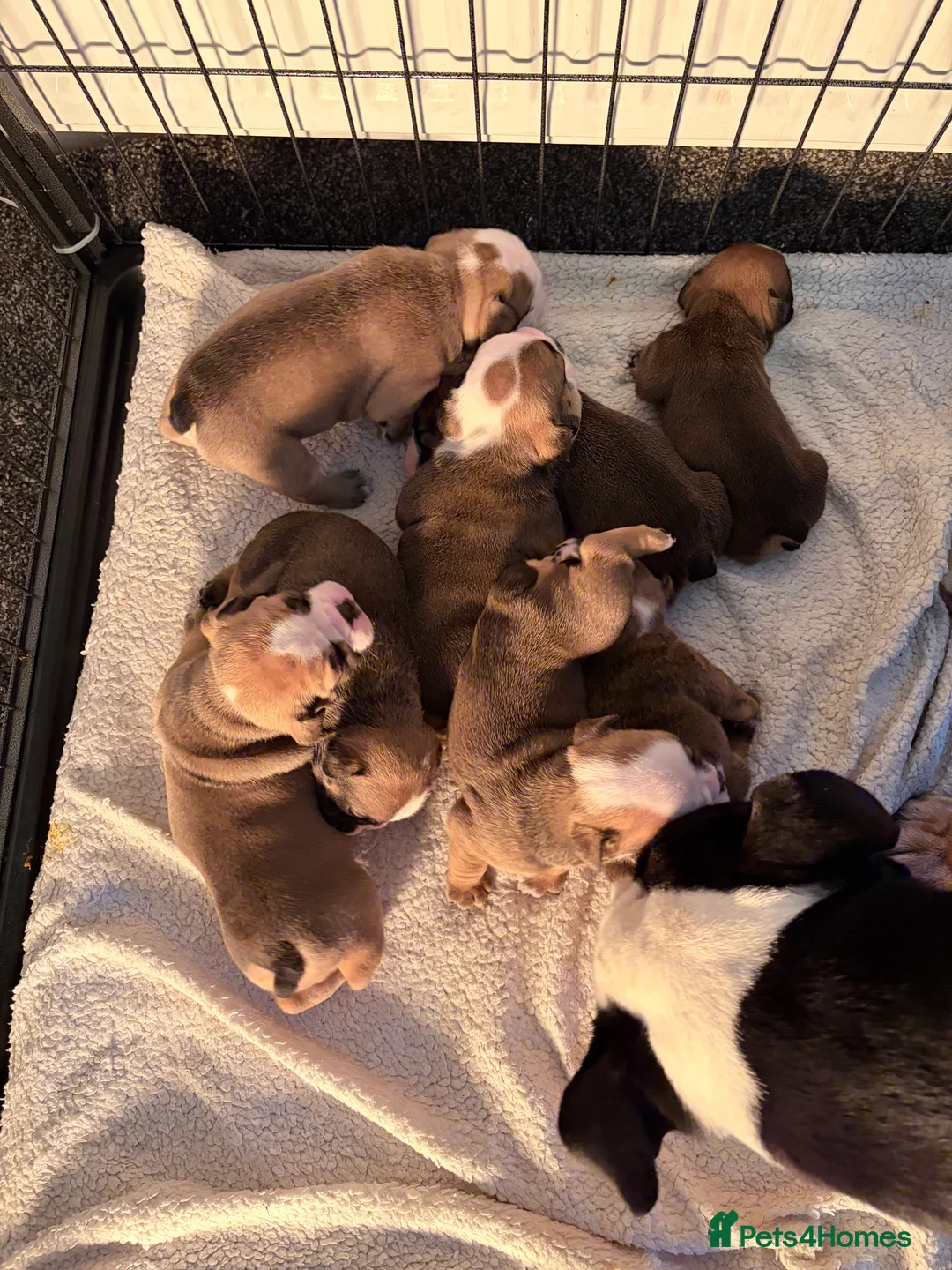 English Bulldog dogs for sale: New England bulldog puppies  - Advert 10