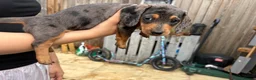 Miniature Dachshund dogs for sale: Miniature dachshunds  - Advert 10