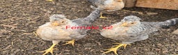 Chickens poultry for sale: Lavender Pekin Bantam Cream Legbar chickens  - Advert 9