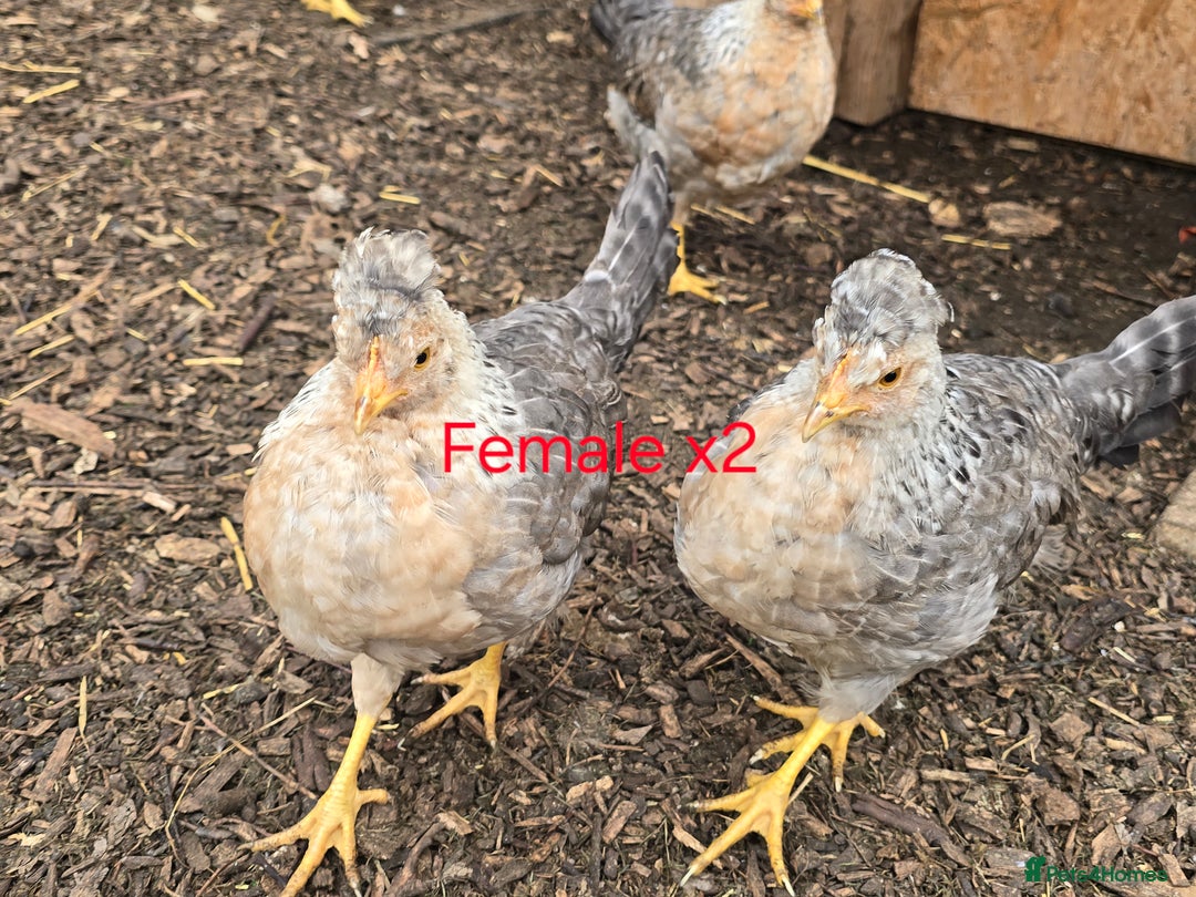 Chickens poultry for sale: Lavender Pekin Bantam Cream Legbar chickens  - Advert 9