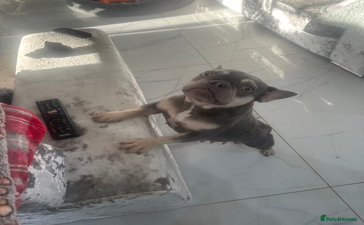 French Bulldog dogs - Advert 4