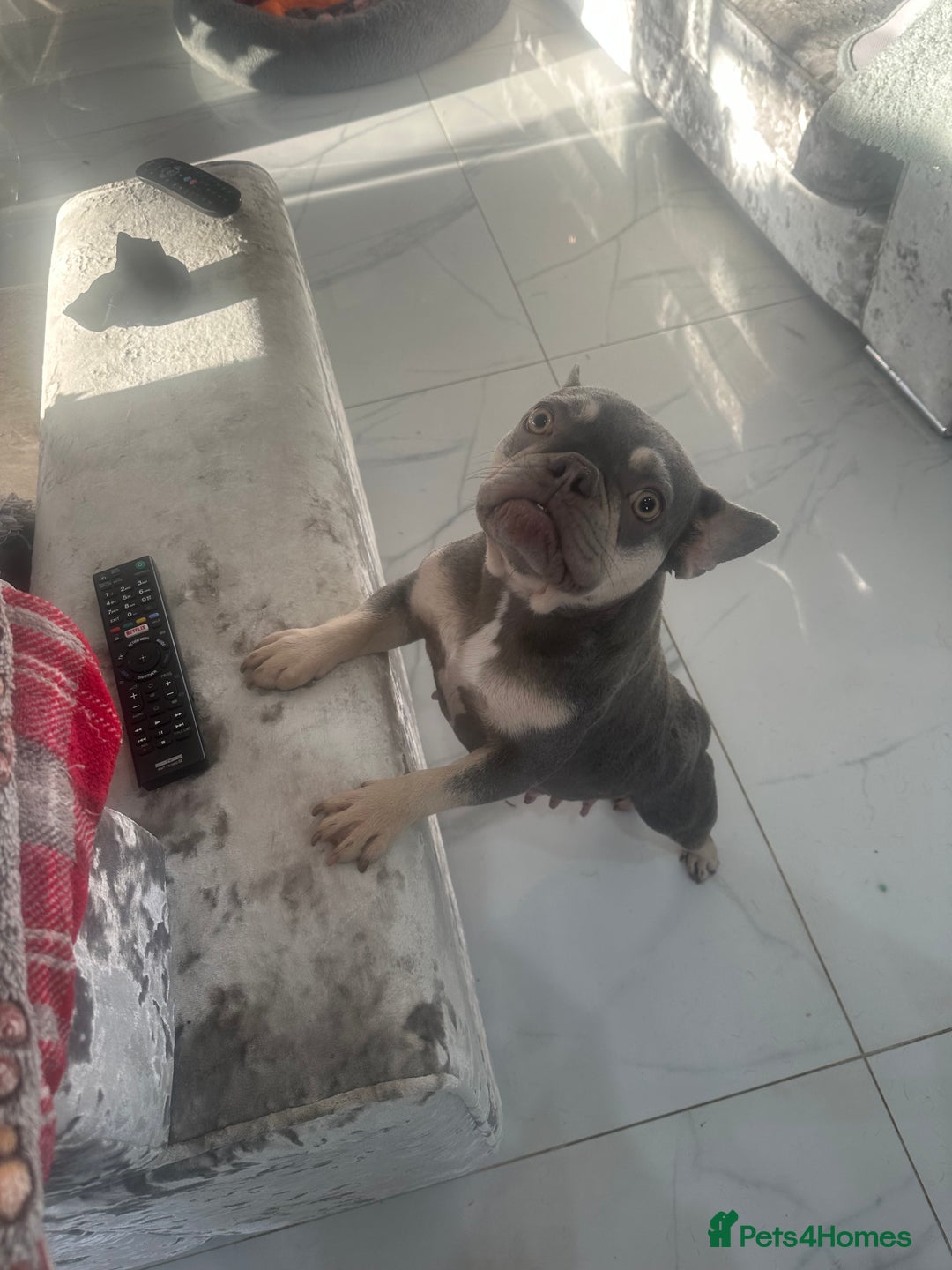 French Bulldog dogs for sale: Stunning Fluffy French bulldog puppies - Image 1