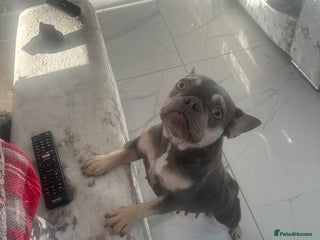 French Bulldog dogs - Advert 16