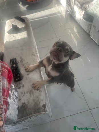 French Bulldog dogs - Advert 1