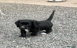 Cocker Spaniel dogs for sale: Stunning KC Reg Working Cocker Spaniels Pups  - Image 3