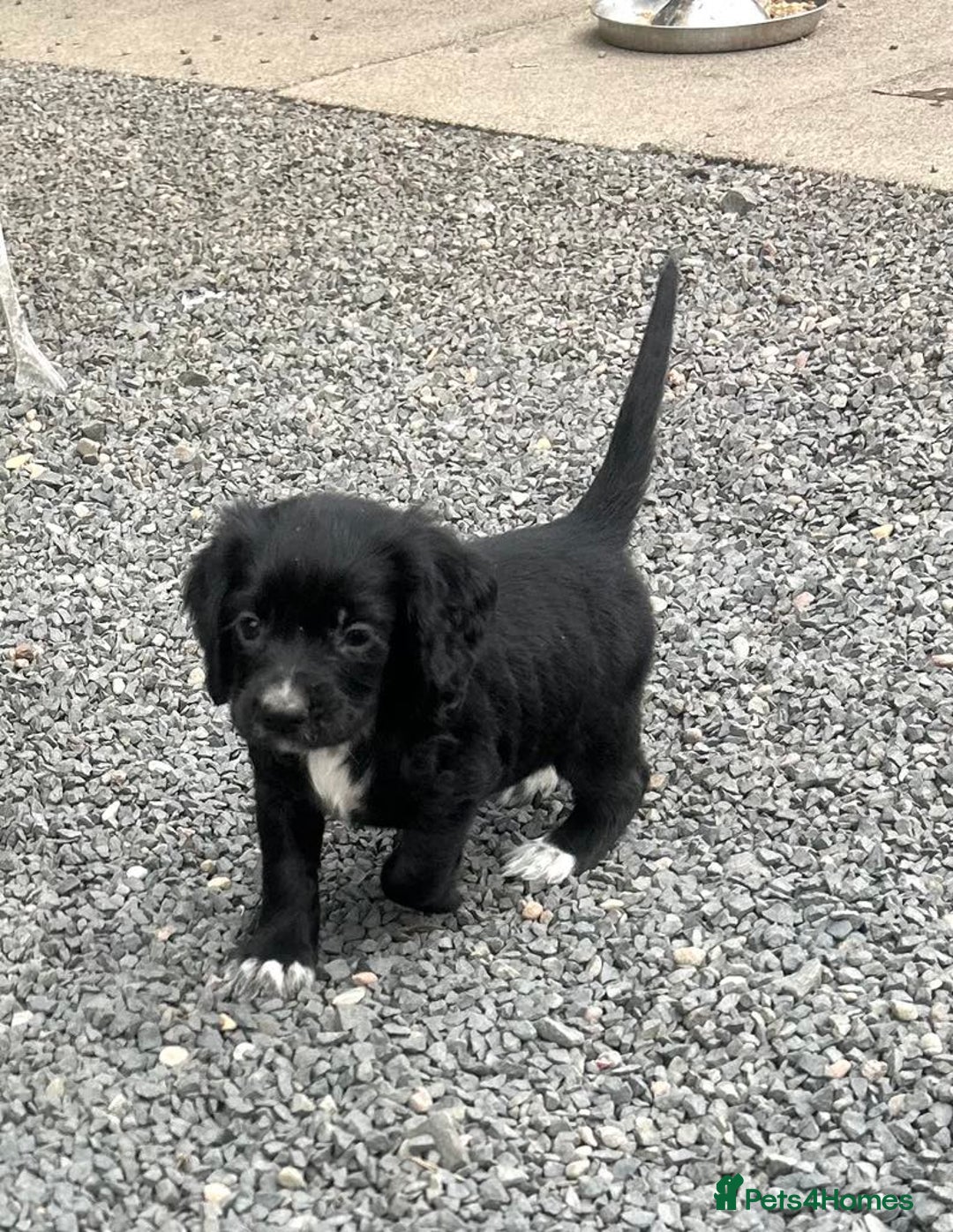 Cocker Spaniel dogs for sale: Stunning KC Reg Working Cocker Spaniels Pups  - Image 3