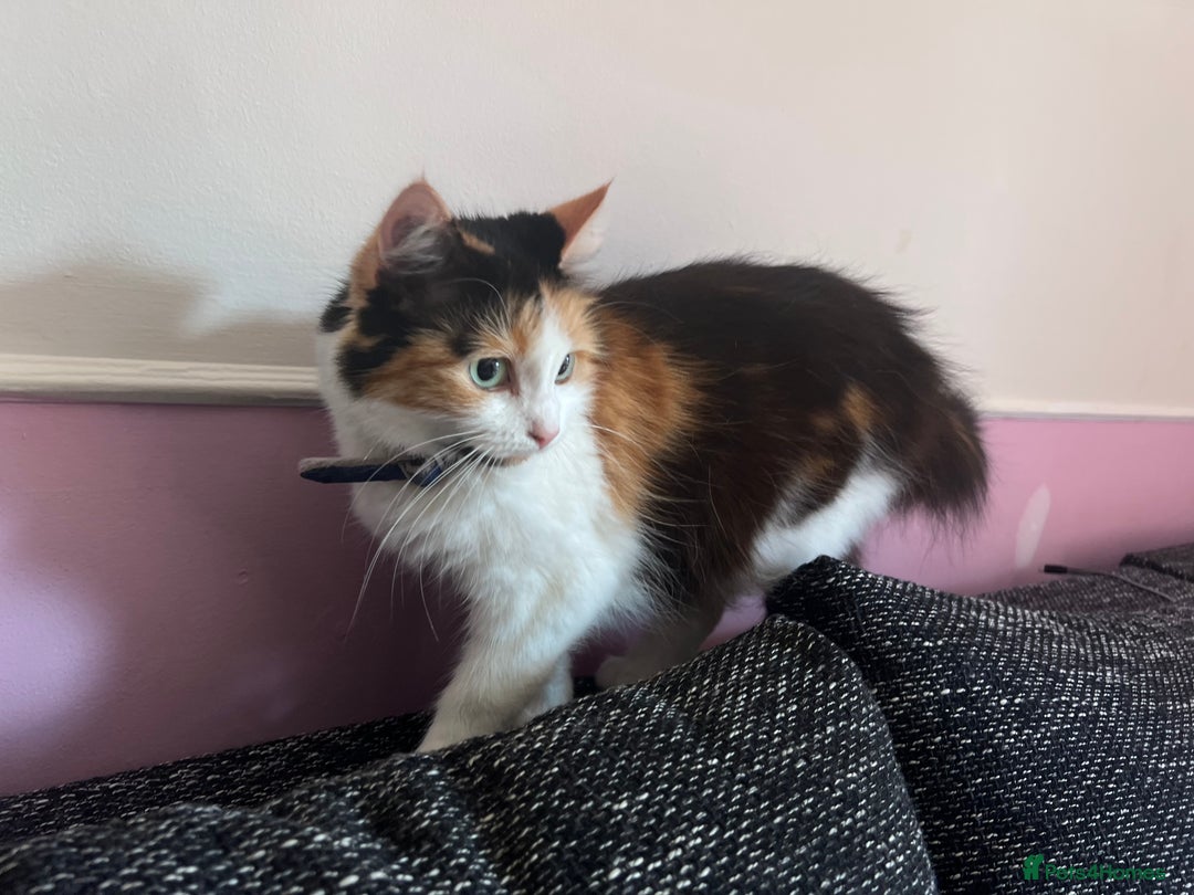 Mixed Breed cats for sale: Got 4 kittens looking for them home  - Image 13