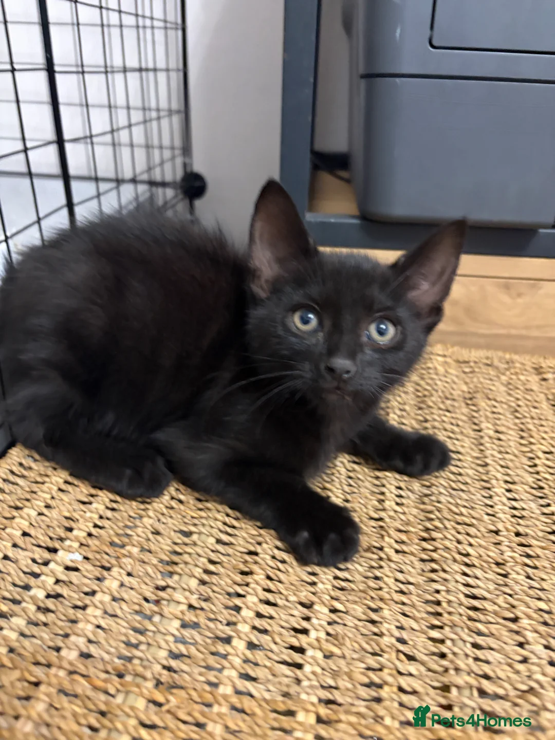 Mixed Breed cats for sale: 🐾 Adorable Kittens Looking for Loving Homes 🏡 - Advert 7