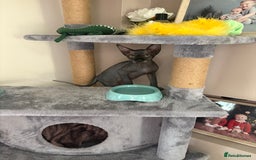 Sphynx cats for sale: Sphynx Boy including Everything Needed! - Image 8