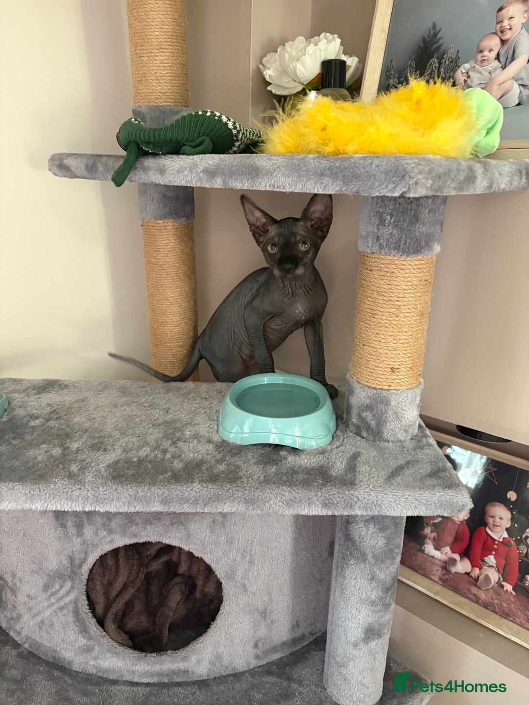 Sphynx cats for sale: Sphynx Boy including Everything Needed! - Image 8