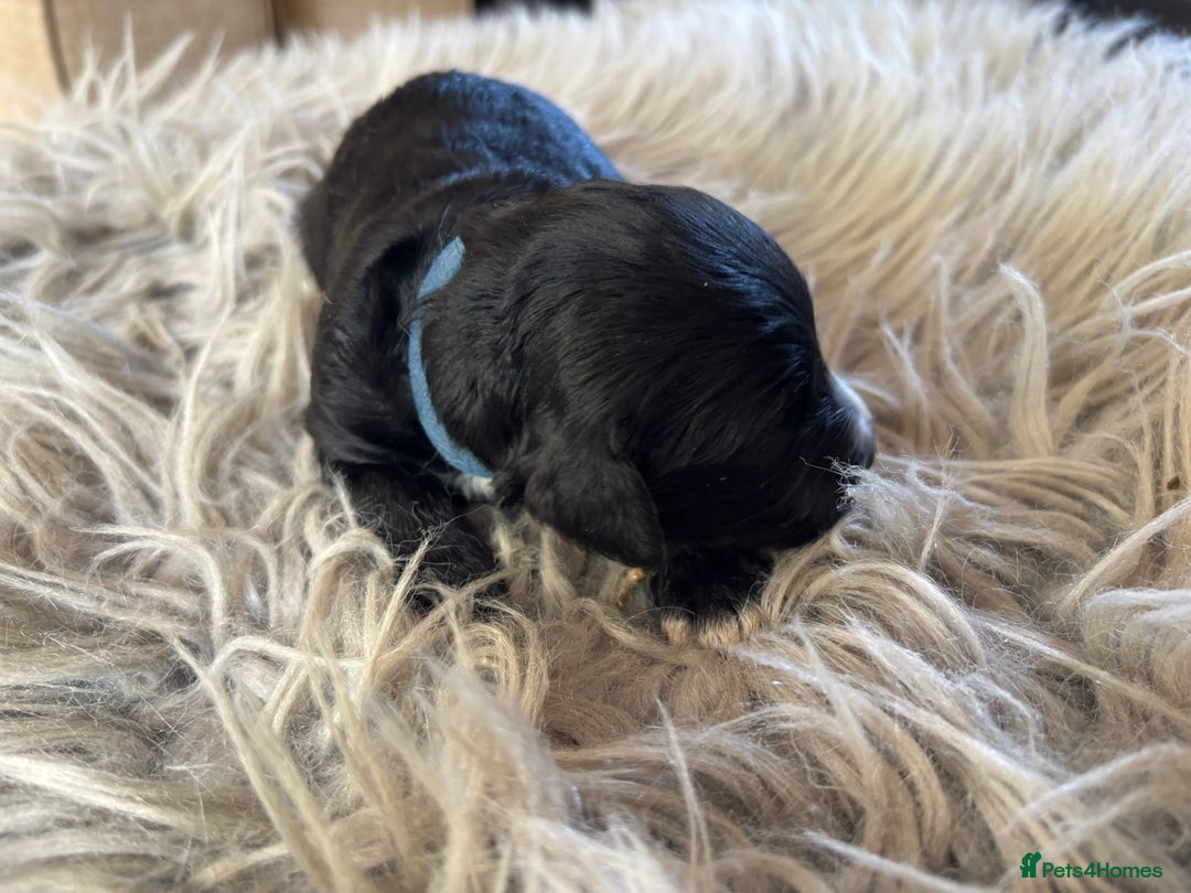 Goldendoodle dogs for sale: 12 Stunning Goldendoodles - Image 17