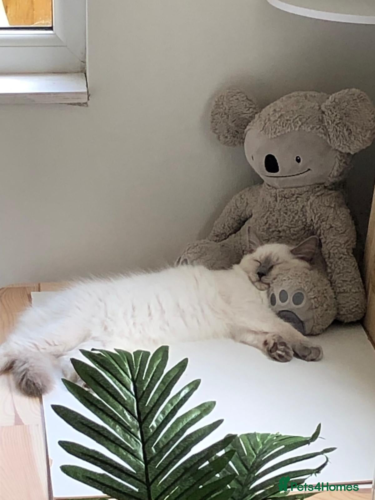 Ragdoll cats 🌟LAST GIRL RAGDOLL KITTEN🌟 - Advert 14