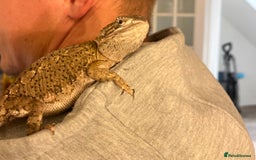 Bearded Dragon reptiles for sale: Sweetest Rankin Dragon needing a new home - Advert 5