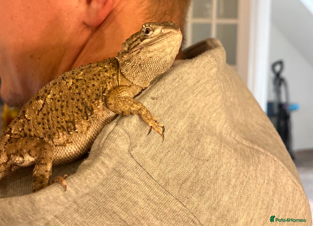 Bearded Dragon reptiles for sale: Sweetest Rankin Dragon needing a new home - Advert 5
