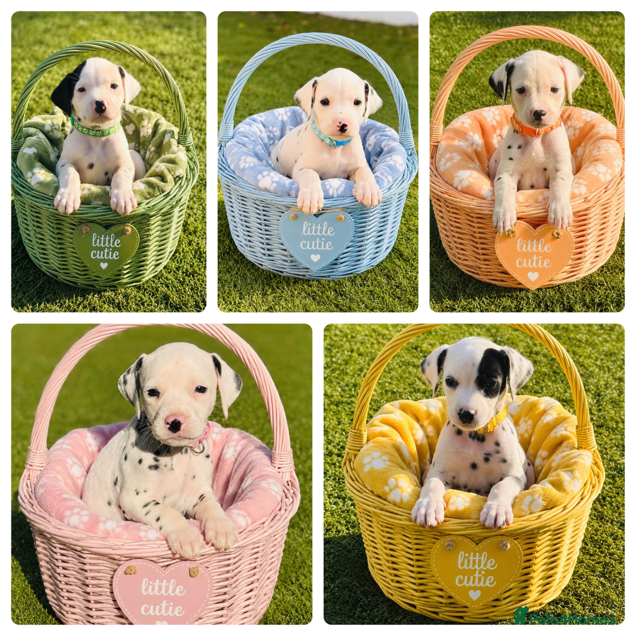 Dalmatian dogs 100% Full hearing Litter - KC Dalmatian Puppies - Advert 13