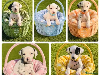Dalmatian dogs 100% Full hearing Litter - KC Dalmatian Puppies - Advert 13
