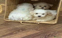 Bichon Frise dogs for sale: Bichon frise - Advert 1