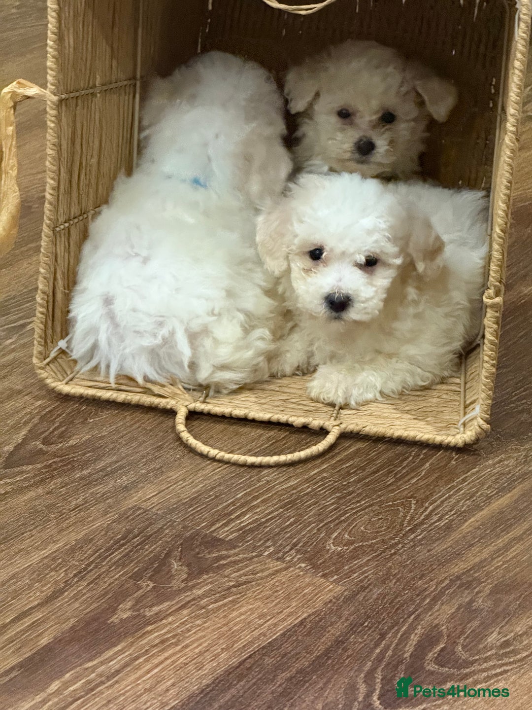 Bichon Frise dogs for sale: Bichon frise - Advert 1