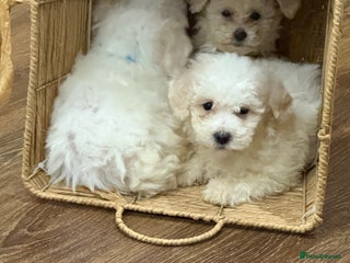 Bichon Frise dogs - Advert 7