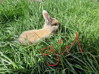 Mini Lop rabbits Mini lops - Advert 13