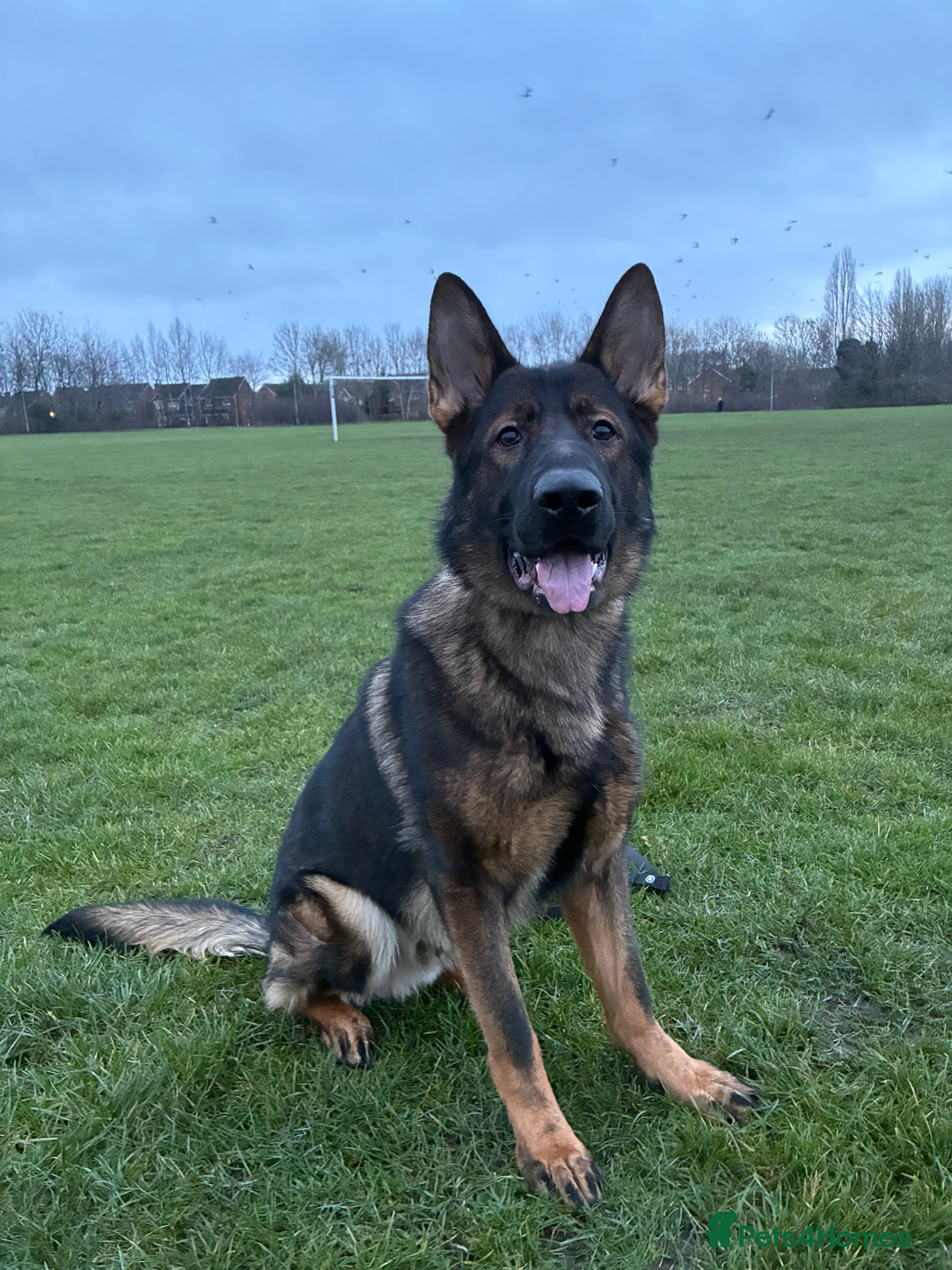 German Shepherd dogs KC Registered Working Line Sable German Shepherd - Advert 1