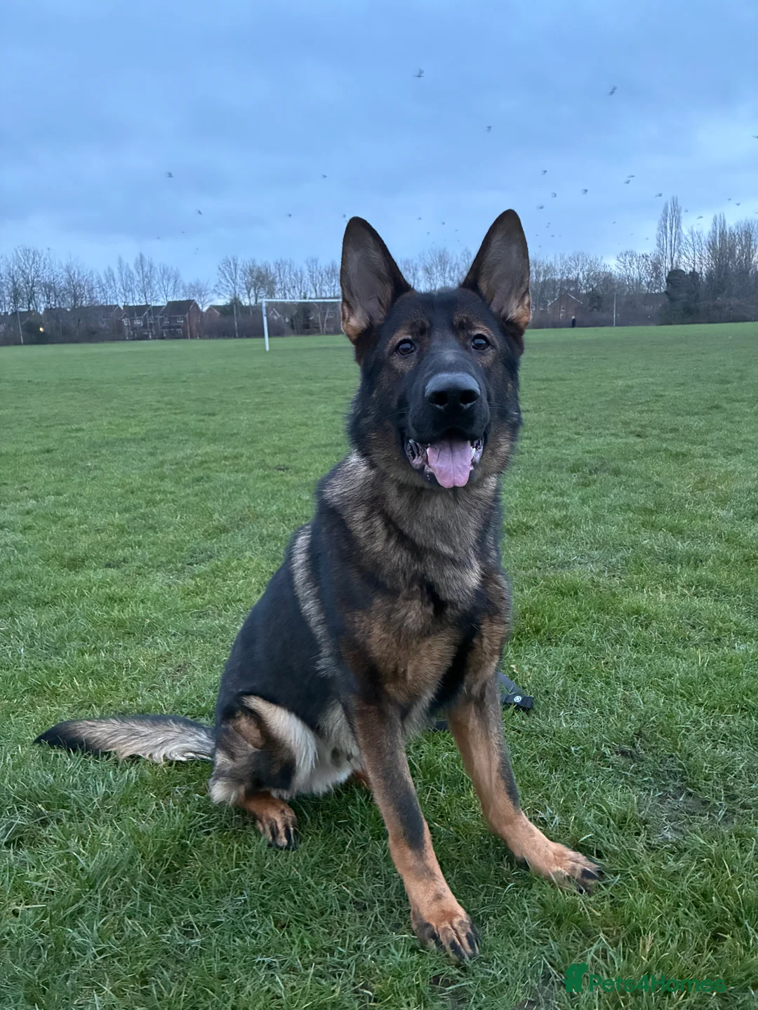 German Shepherd dogs for stud: KC Registered Working Line Sable German Shepherd - Advert 1