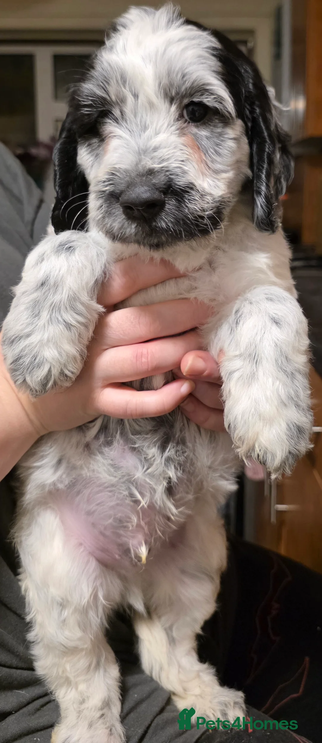 Cockapoo dogs for sale: The Magnificent fully-vaccinated Seven  in Romford - Advert 5